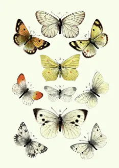 Butterflies, Black veined white butterfly, Brimstone, Large white Butterflies, Black veined white butterfly, Brimstone, Large white
