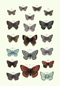 Butterflies, Brown hairstreak butterfly, Large copper, Blue, Argus Butterflies, Brown hairstreak butterfly, Large copper, Blue, Argus