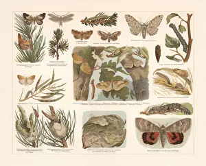 Butterflies, chromolithograph, published in 1897 Butterflies, chromolithograph, published in 1897