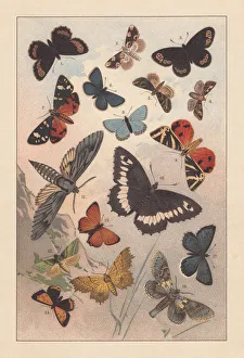 Butterflies of the European Alps, lithograph, published in 1893 Butterflies of the European Alps, lithograph, published in 1893