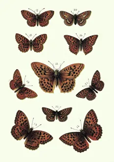 Digital vision vectors/insect lithographs/butterflies fritillary butterfly Digital vision vectors/insect lithographs/butterflies fritillary butterfly