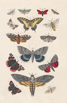 Digital vision vectors/insect lithographs/butterflies hand colored lithograph Digital vision vectors/insect lithographs/butterflies hand colored lithograph