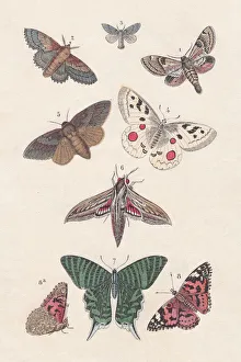 Butterflies, hand-colored lithograph, published in 1880 Butterflies, hand-colored lithograph, published in 1880