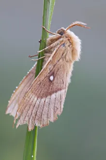butterfly, exterior views, morning dew, natural environment, niedersachsen, wildlife butterfly, exterior views, morning dew, natural environment, niedersachsen, wildlife