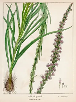 Button snakeroot botanical engraving 1843 Button snakeroot botanical engraving 1843