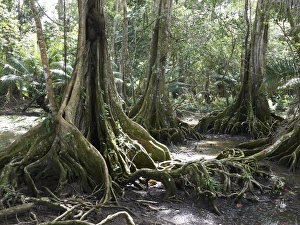 Buttress roots, Dragonsblood Tree -Pterocarpus officinalis-, Punta Uva Buttress roots, Dragonsblood Tree -Pterocarpus officinalis-, Punta Uva