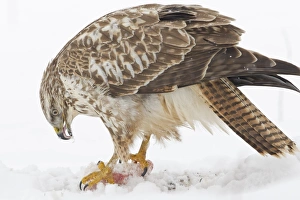 Buzzard -Buteo buteo- in the snow with prey, Hesse, Germany Buzzard -Buteo buteo- in the snow with prey, Hesse, Germany