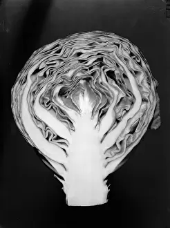 Vintage Plant Photography Prints: Cabbage Cross-Section