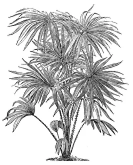 The cabbage-tree palm, Livistona australis The cabbage-tree palm, Livistona australis