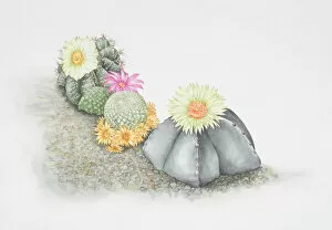 Images Dated 9th June 2006: Cactaceae, colourful flowering cacti growing on rock surface