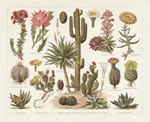 Cacti, chromolithograph, published in 1897 Cacti, chromolithograph, published in 1897