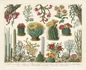 Cacti, chromolithograph, published in 1900 Cacti, chromolithograph, published in 1900