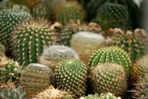 Cacti, Mammillaria species at the front, Golden Barrel Cacti or Mother-in-Laws Cushions Cacti, Mammillaria species at the front, Golden Barrel Cacti or Mother-in-Laws Cushions