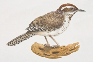 Cactus Wren (Campylorhynchus brunneicapillus) on a log Cactus Wren (Campylorhynchus brunneicapillus) on a log