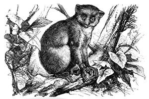 Calabar angwantibo (Arctocebus calabarensis) Calabar angwantibo (Arctocebus calabarensis)