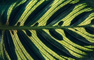 Calathea makoyana Leaves pattern background with dark green color Calathea makoyana Leaves pattern background with dark green color
