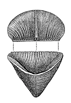 Calceola sandalina (coral polyp) ,Fossils from the Paleozoic Era Calceola sandalina (coral polyp) ,Fossils from the Paleozoic Era