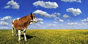 Calf standing on a meadow with dandelions against a blue sky with white clouds Calf standing on a meadow with dandelions against a blue sky with white clouds