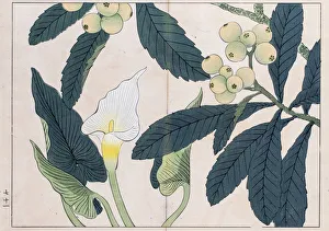 Calla lilly and Loquat tree japanese woodblock print Calla lilly and Loquat tree japanese woodblock print