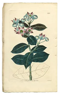 Calotropis Procera Victorian Botanical Illustration, Tall Calotropis, Apocynaceae, 1835 Calotropis Procera Victorian Botanical Illustration, Tall Calotropis, Apocynaceae, 1835