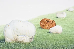 Calvatia gigantea, Giant Puffball, football-shaped mushrooms in a field, including ripe Calvatia gigantea, Giant Puffball, football-shaped mushrooms in a field, including ripe