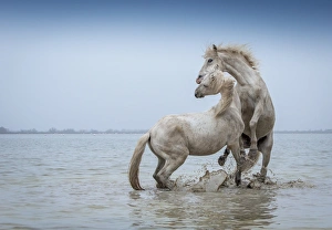 Camargue Horses - Two white Camargue Stallions play flighting in water, Camargue region, France Camargue Horses - Two white Camargue Stallions play flighting in water, Camargue region, France