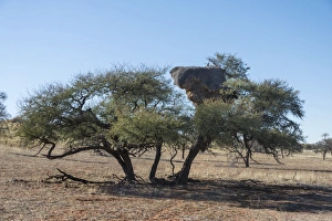 Camel thorn tree -Acacia erioloba- with nesting colony of the Sociable Weaver Camel thorn tree -Acacia erioloba- with nesting colony of the Sociable Weaver
