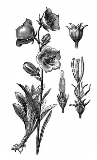 Campanula persicifolia (peach-leaved bellflower) Campanula persicifolia (peach-leaved bellflower)
