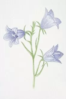 Images Dated 20th June 2006: Campanula rotundifolia, Harebell flowers