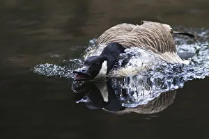 Canada Goose -Branta canadensis- displaying threatening behavior Canada Goose -Branta canadensis- displaying threatening behavior