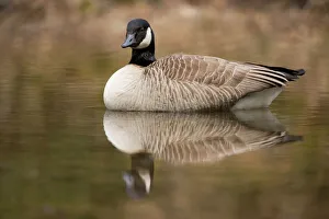 Canada Goose Branta canadensis in water For sale as Framed