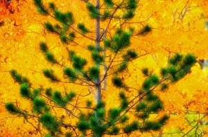 Canada. Pine against aspen trees, autumn., Yukon Canada. Pine against aspen trees, autumn., Yukon