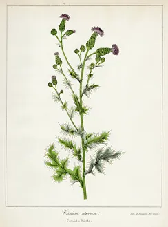 Magical world illustration/palmer illustrated collection/canada thistle botanical engraving 1843 Magical world illustration/palmer illustrated collection/canada thistle botanical engraving 1843