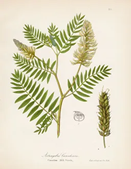 Canadian milk vetch botanical engraving 1843 Canadian milk vetch botanical engraving 1843