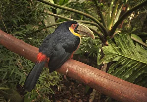 Canal-billed toucan in Iguazu Falls National Park, Brazil Canal-billed toucan in Iguazu Falls National Park, Brazil