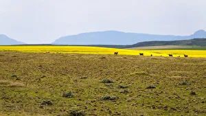 A canola farm with some sheep grazing in the field with distant mountains, Swellendam area, Western Cape Province A canola farm with some sheep grazing in the field with distant mountains, Swellendam area, Western Cape Province