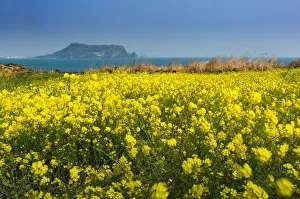 Canola field at Seopjikoji coast with Seongsan Ilchulbong background Canola field at Seopjikoji coast with Seongsan Ilchulbong background
