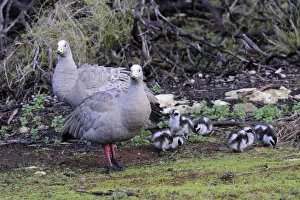Cape Barren geese (Cereopsis novaehollandiae), Kangaroo Island, Australia Cape Barren geese (Cereopsis novaehollandiae), Kangaroo Island, Australia