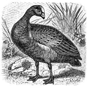 Cape Barren Goose (Cereopsis novaehollandiae) Cape Barren Goose (Cereopsis novaehollandiae)