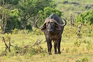 Cape Buffalo -Syncerus caffer-, Arusha, Tanzania Cape Buffalo -Syncerus caffer-, Arusha, Tanzania
