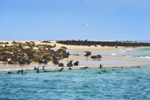 Cape Fur Seals or Brown Fur Seals -Arctocephalus pusillus- and Common Cormorants -Phalacrocorax carbo- on a sand bank near Walvis Bay, Erongo Region, Namibia Cape Fur Seals or Brown Fur Seals -Arctocephalus pusillus- and Common Cormorants -Phalacrocorax carbo- on a sand bank near Walvis Bay, Erongo Region, Namibia