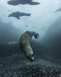 Cape fur seals playing in the shallow water around their colony in False Bay, South Africa Cape fur seals playing in the shallow water around their colony in False Bay, South Africa