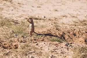 The Cape ground squirrel has black skin with a coat is made of short stiff hairs without underfur The Cape ground squirrel has black skin with a coat is made of short stiff hairs without underfur