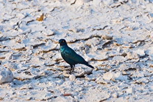 Cape Starling -Lamprotornis nitens-, Etosha National Park, Namibia Cape Starling -Lamprotornis nitens-, Etosha National Park, Namibia