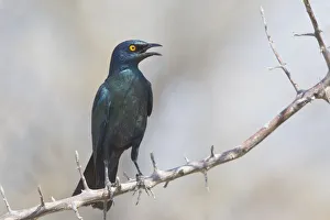 Cape Starling -Lamprotornis nitens- sitting on a twig, Etosha National Park, Namibia Cape Starling -Lamprotornis nitens- sitting on a twig, Etosha National Park, Namibia