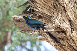 The Cape starling, red-shouldered glossy-starling or Cape glossy starling is a species of The Cape starling, red-shouldered glossy-starling or Cape glossy starling is a species of