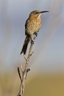 Cape sugarbird -Promerops cafer-, Table Mountain National Park, South Africa Cape sugarbird -Promerops cafer-, Table Mountain National Park, South Africa