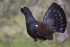 Capercaillie or Western Capercaillie -Tetrao urogallus-, displaying, Tyrolean Oberland, Tyrol, Austria Capercaillie or Western Capercaillie -Tetrao urogallus-, displaying, Tyrolean Oberland, Tyrol, Austria