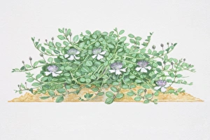 Capparis spinosa, Caper, low sprawling shrub, flowers with white petals Capparis spinosa, Caper, low sprawling shrub, flowers with white petals