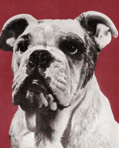 Captivating Art Illustration Print of Bulldog